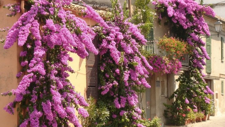 Bouganville (Pixabay)