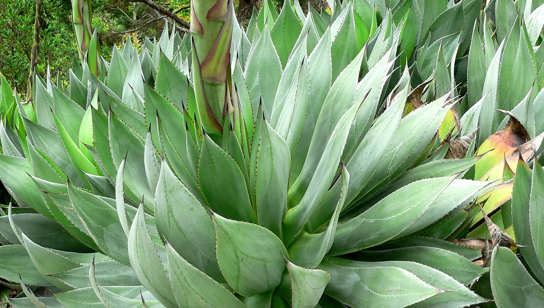 Agave: come coltivare la pianta che non teme il caldo - la Repubblica