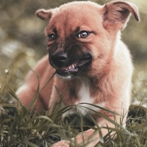 Un morso in più sotto il Solleone: caldo e inquinamento stressano anche i cani