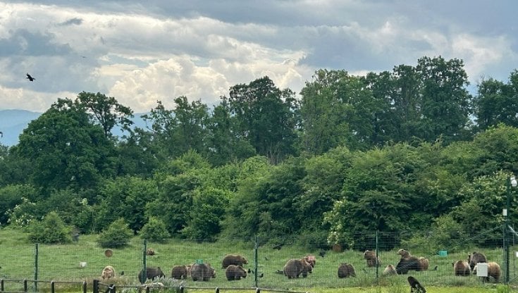 Orsi nella struttura Libearty Sanctuary, in Romania (foto Oipa)