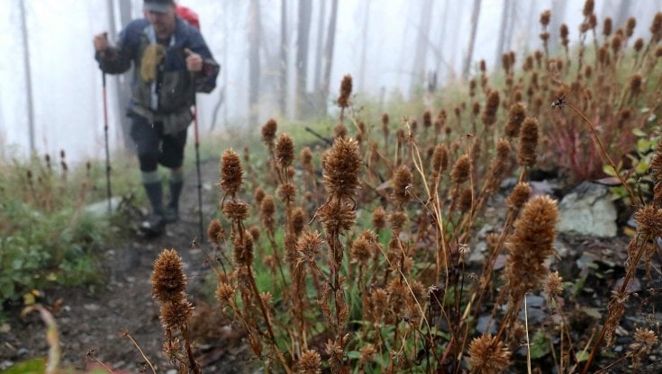 Via libera dell'Ue alla Nature Restoration Law, ma l'Italia vota contro