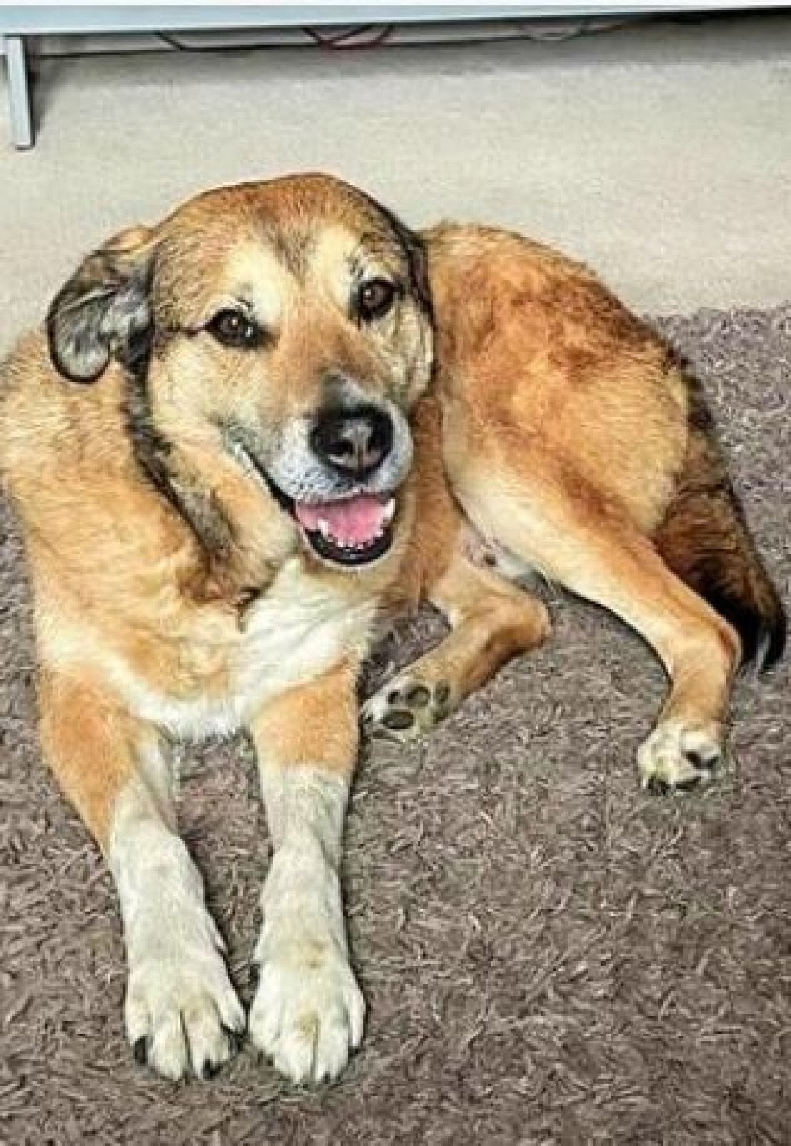 Il "cane più triste del mondo" ha trovato casa, dopo 8 anni Sam è stato ...