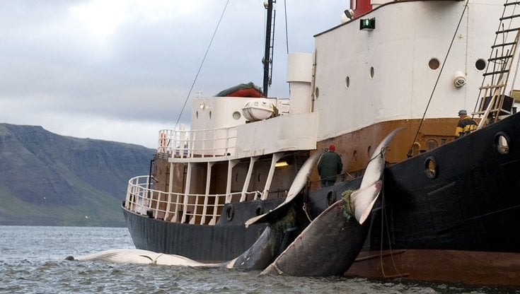 L'Islanda sospende la caccia annuale alle balene