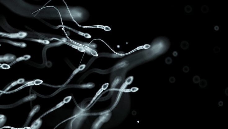 Covid danneggia gli spermatozoi, anche a molti mesi dall'infezione. Danno forse permanente