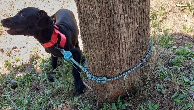 Cane di quattro mesi abbandonato e legato a un cipresso: salvato in ...