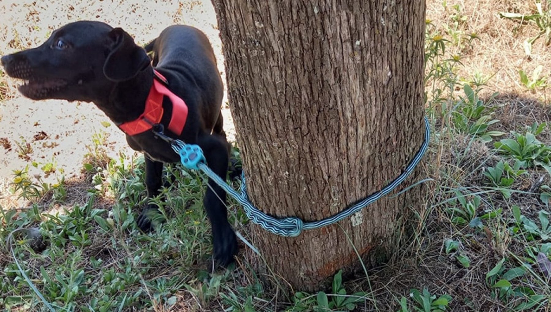 Cane di quattro mesi abbandonato e legato a un cipresso: salvato in ...