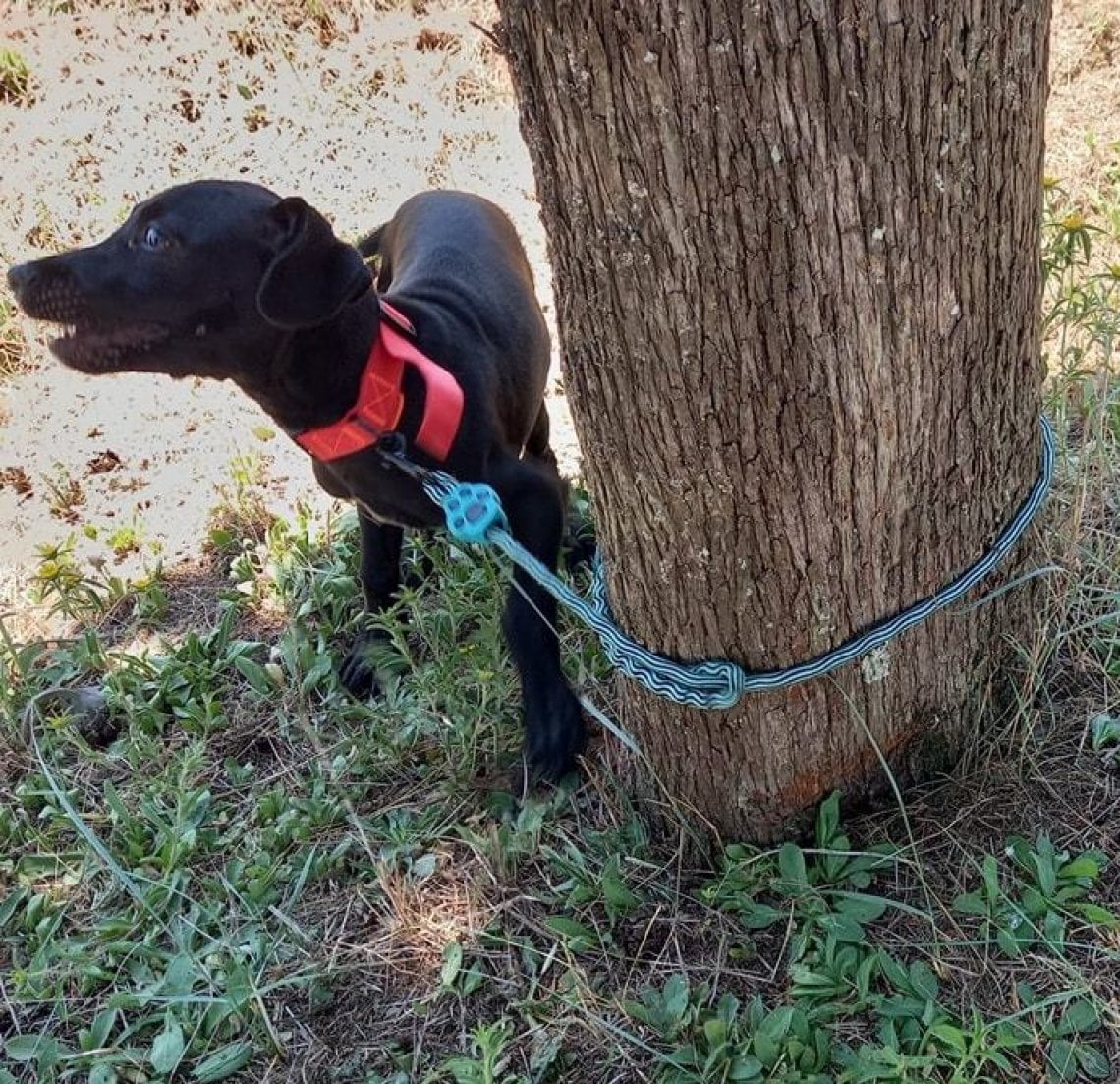 Cane di quattro mesi abbandonato e legato a un cipresso: salvato in ...