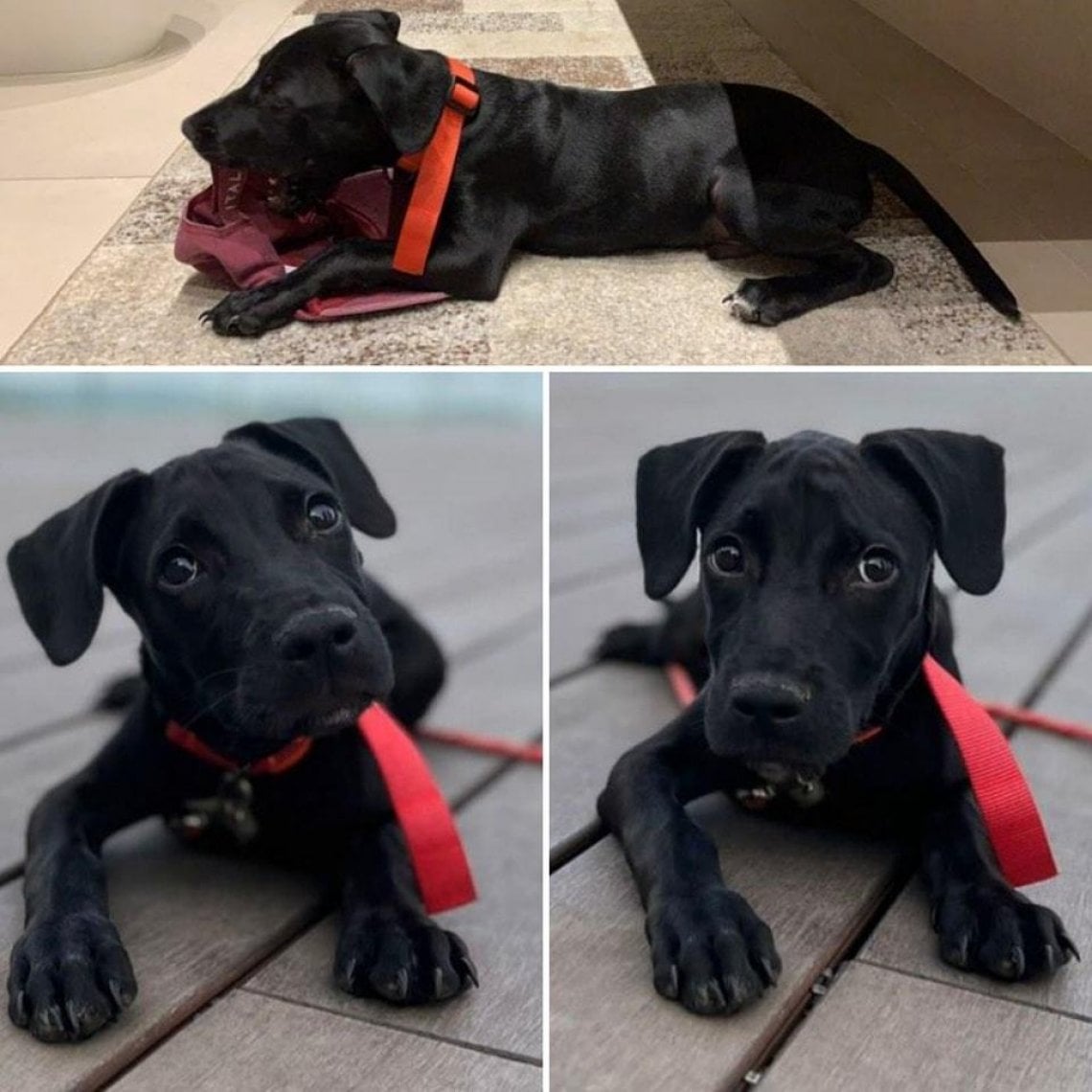 Cane di quattro mesi abbandonato e legato a un cipresso: salvato in ...