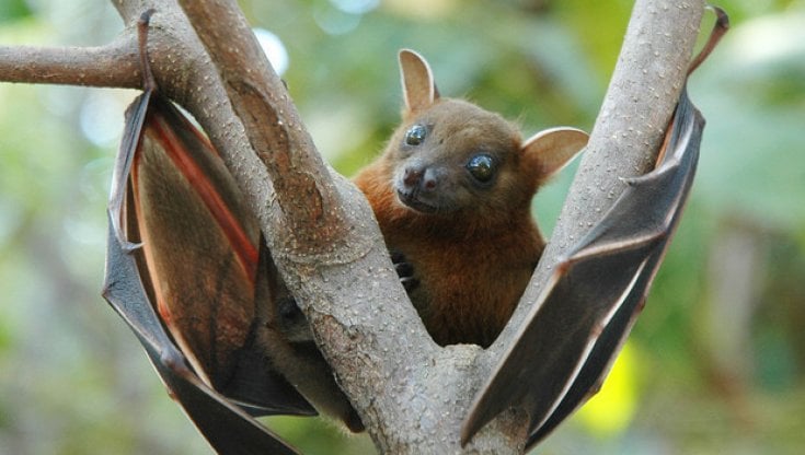 Regno Unito: c'è il rischio coronavirus nei pipistrelli di Sua Maestà
