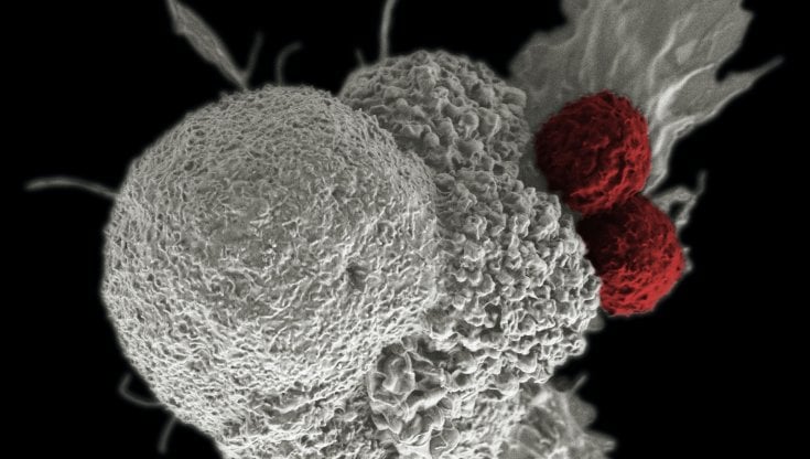 Crediti: National Cancer Institute/Unsplash 