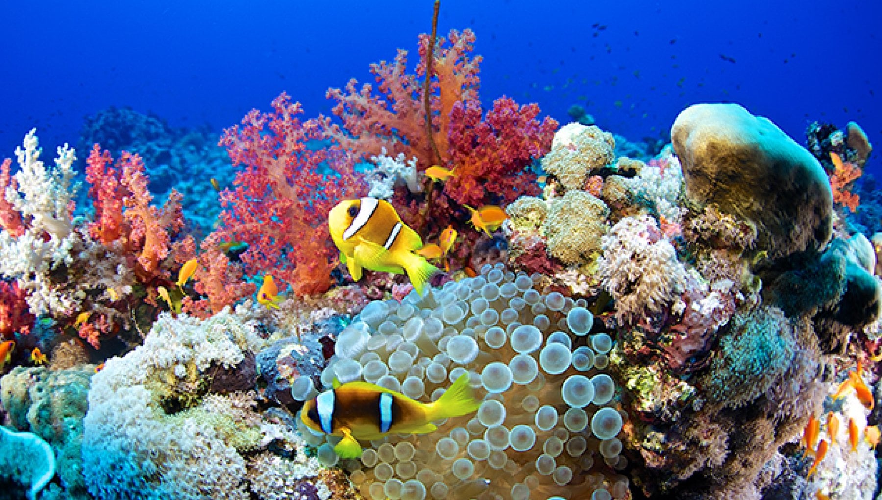 Tutti al mare, ma eticamente. Per il bene di animali e ambiente - La Stampa