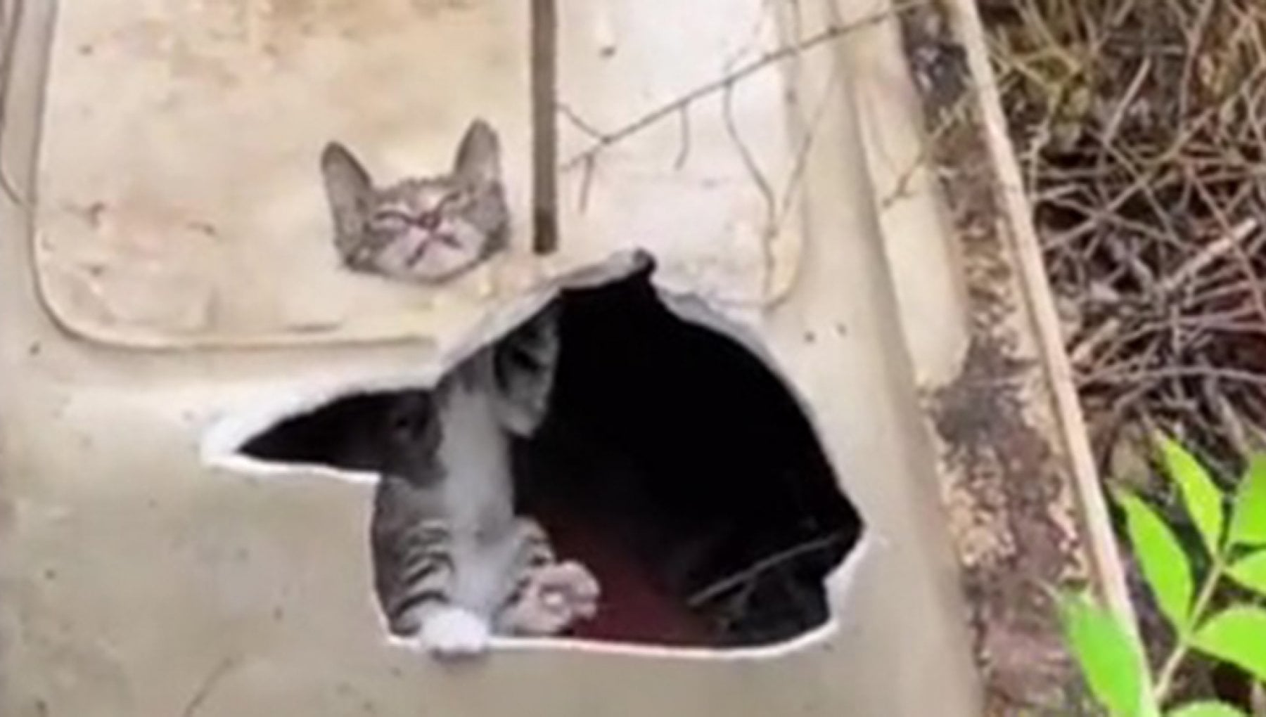 Il drammatico salvataggio di un gatto intrappolato in una vasca da ...