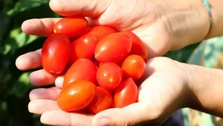 Allergia al nichel, ecco quali alimenti evitare