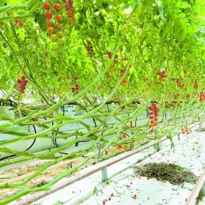 Claudio Mazzini: “I nostri produttori-eroi garantiscono la qualità”