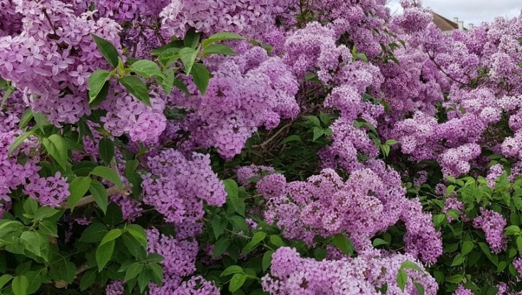 Lill&agrave; (Syringa vulgaris)