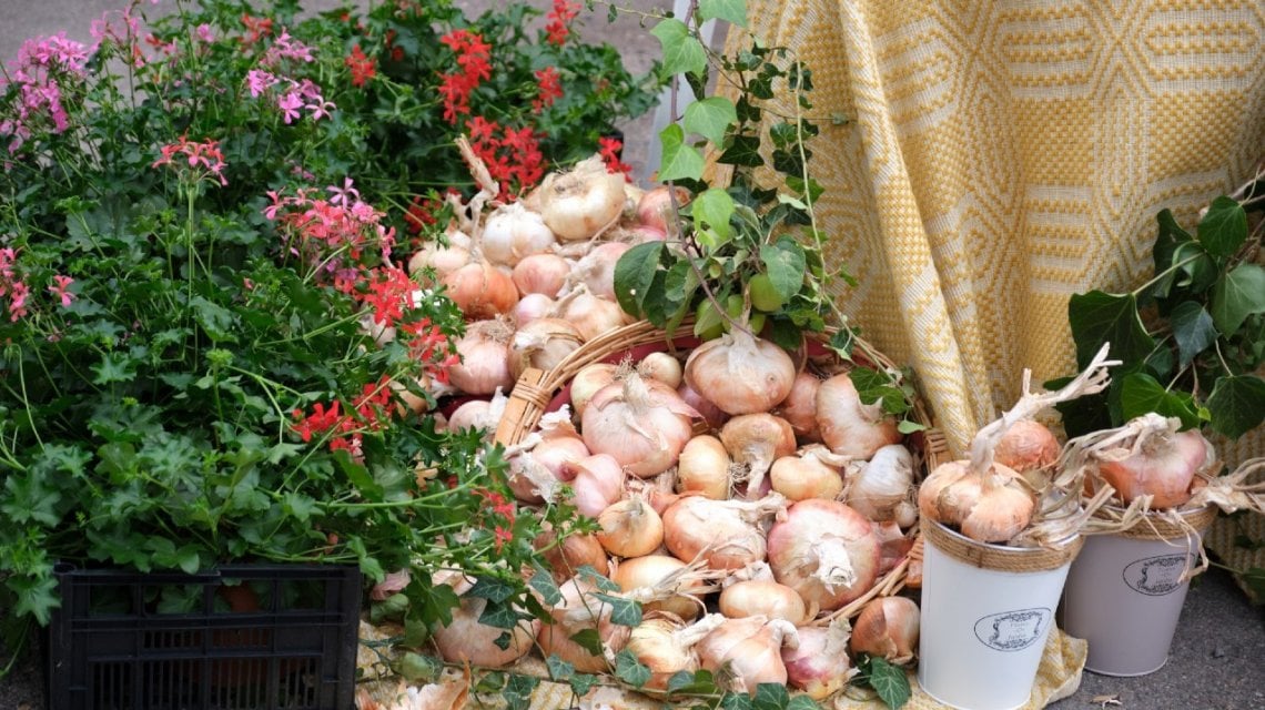 La cipolla dorata di Banari