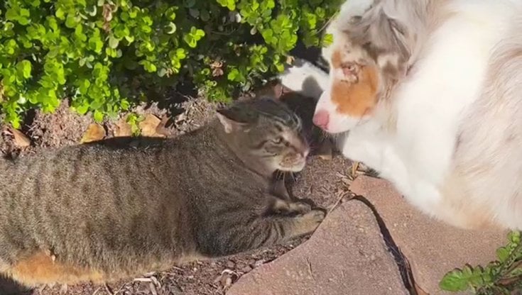 Il gatto randagio Bubba cambia vita scegliendo un cane e seguendolo ...
