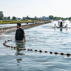 Così a Goito è nata la magia del caviale Beluga