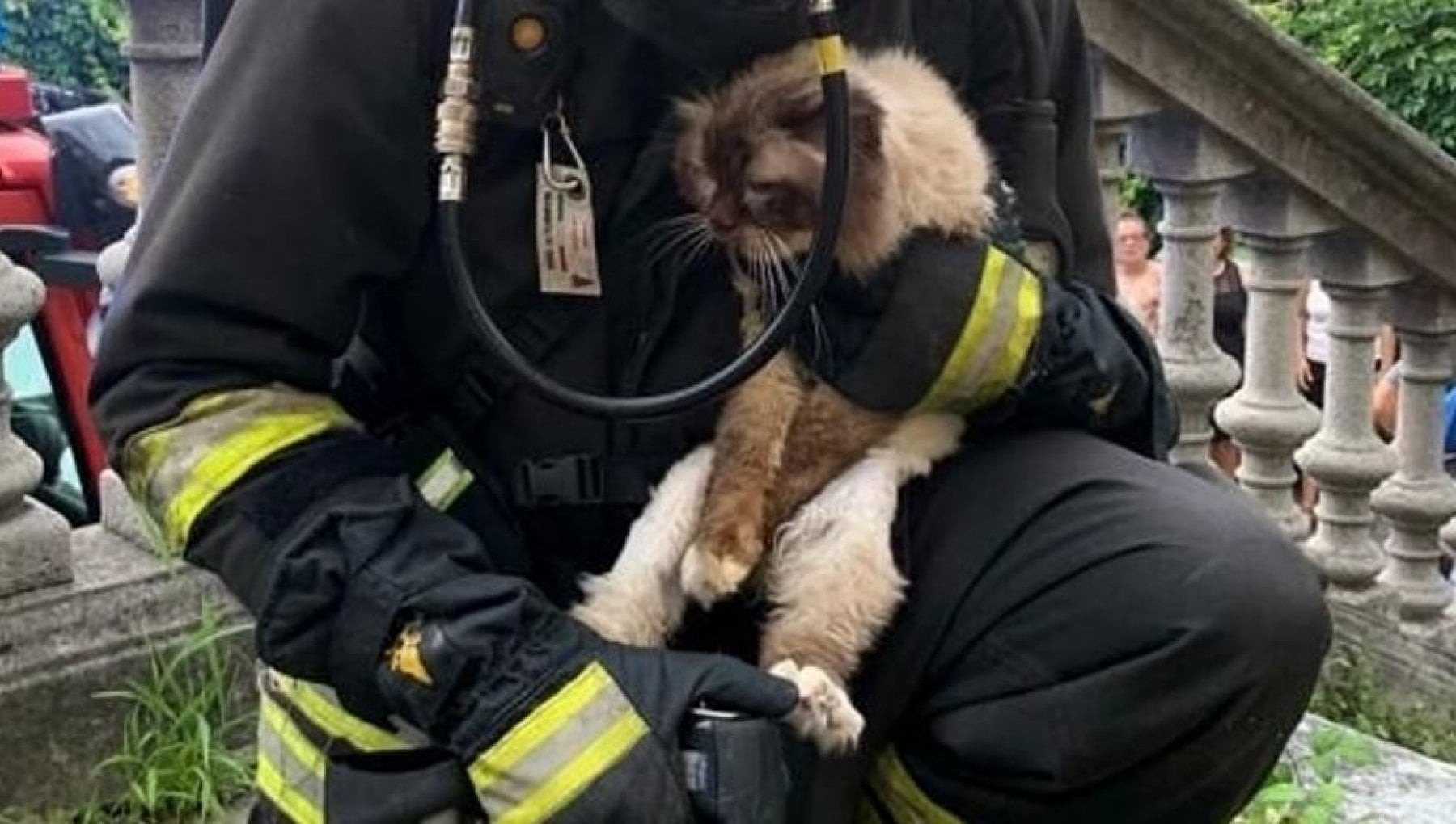 Fiamme nella canonica di una chiesa a Genova, un gatto si rifugia al ...