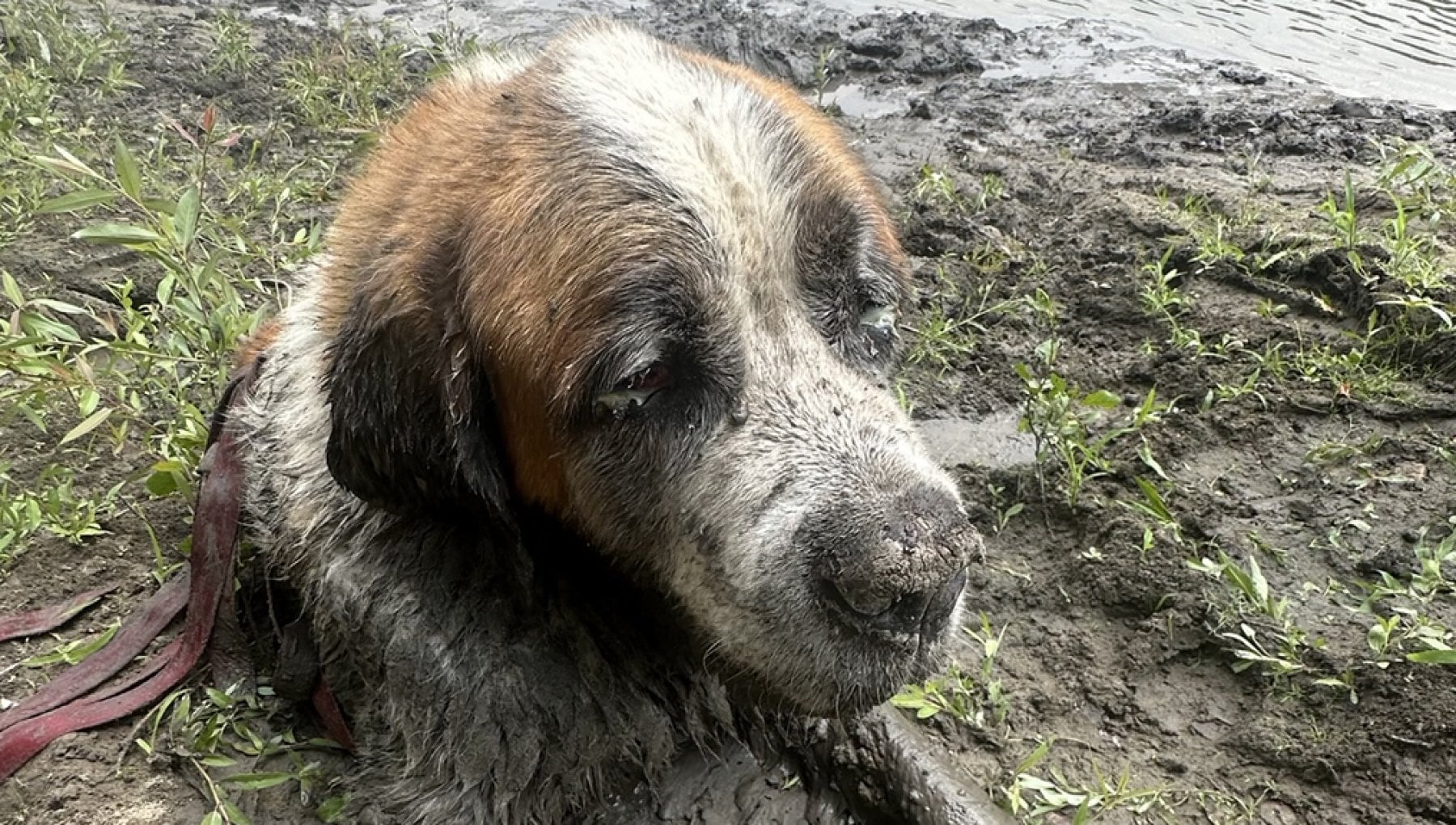 Cane intrappolato nel fango fino al collo, il salvataggio arriva da un ...