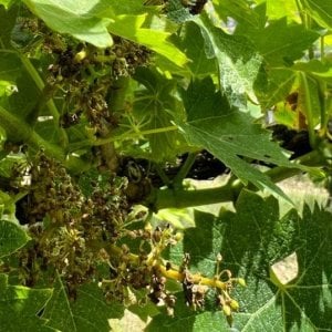 Crisi climatica: dalla grandine alle malattie, tutti i danni sulla vendemmia 