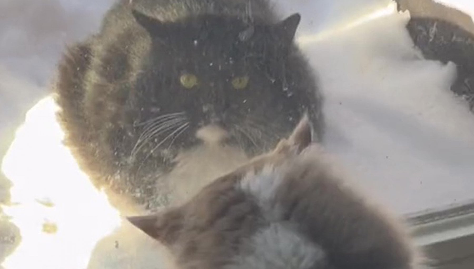 Il gatto randagio Mittens aspetta ogni giorno davanti a una porta nella ...
