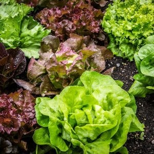 Un’insalata dal sapore spaziale