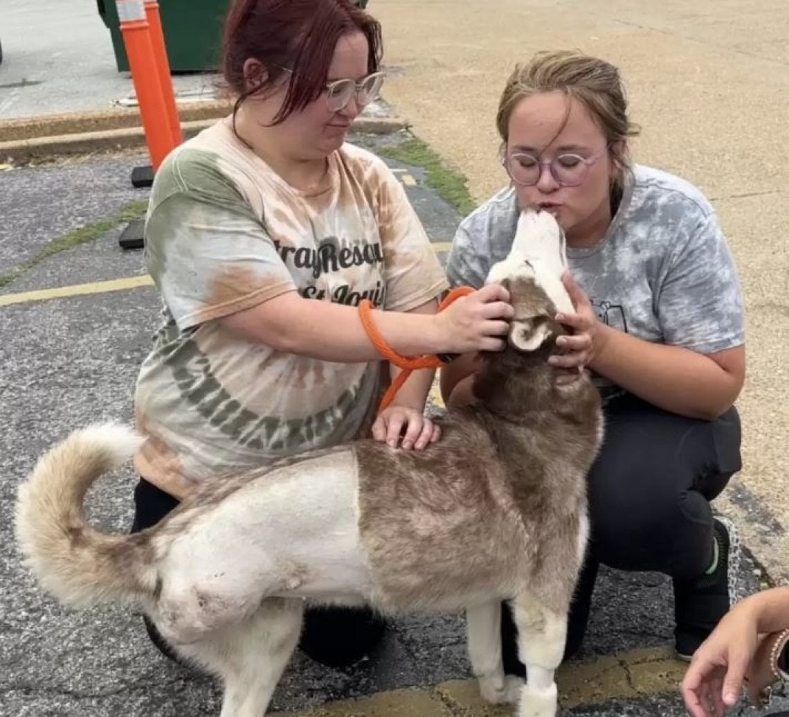 Consuela, il cane con tre zampe ha trovato una famiglia e non smette di ...