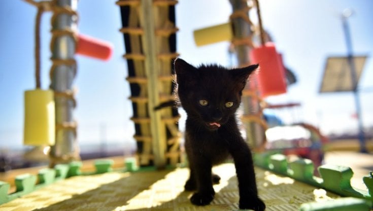 Perché celebriamo la giornata internazionale del gatto