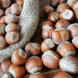 A Cortemilia torna la "Tonda Gentile", più forte anche della grandine