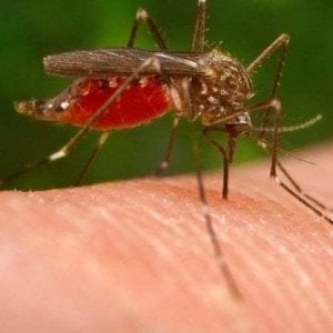 West Nile, i casi in Italia passano da 6 a 25