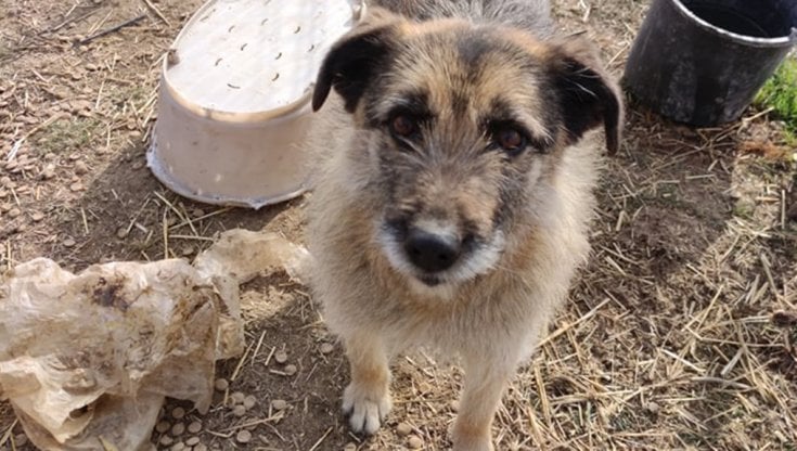 Dopo nove anni di vita in un rifugio in Romania il cane Pchitt scopre l ...