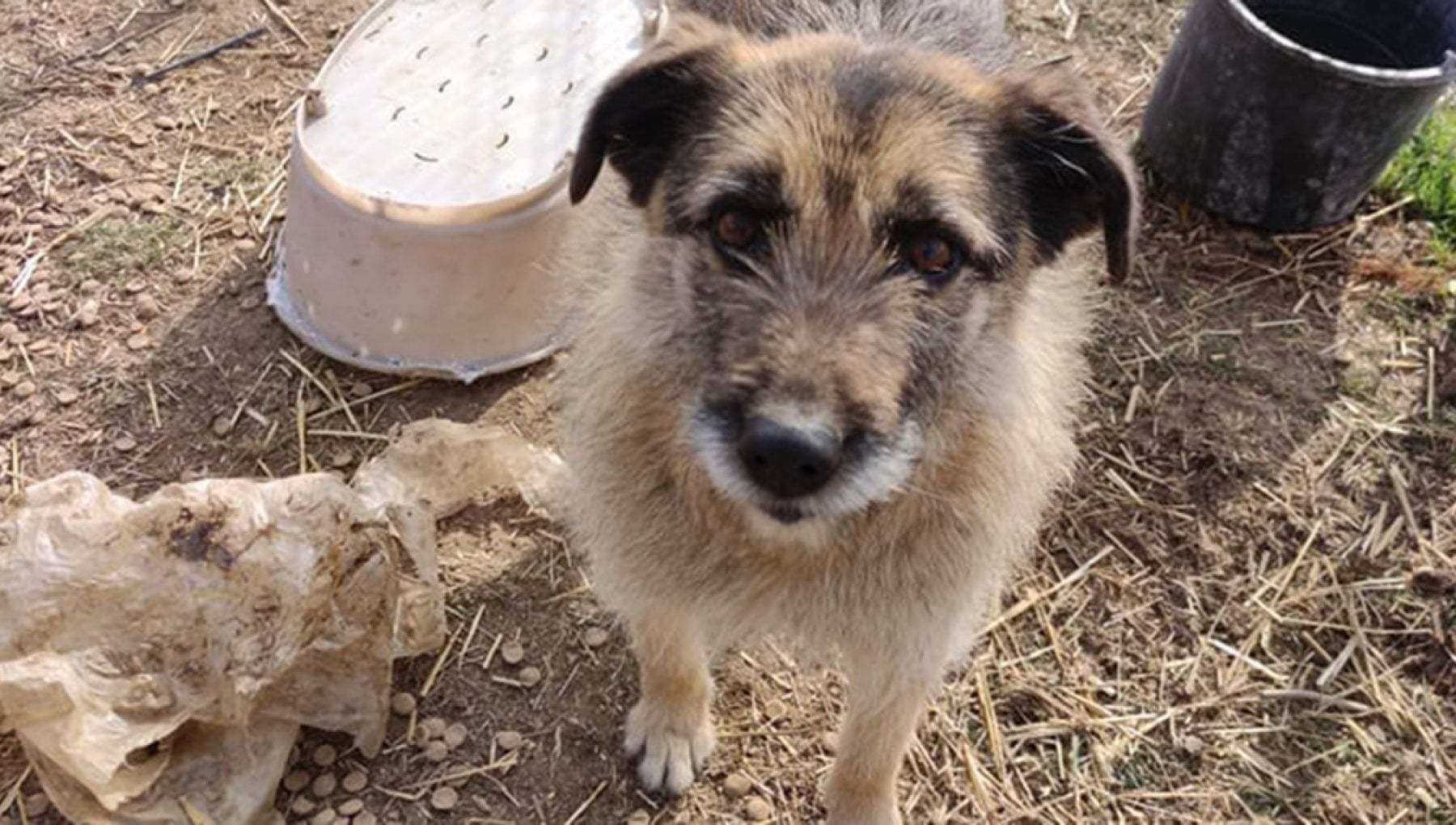 Dopo nove anni di vita in un rifugio in Romania il cane Pchitt scopre l ...