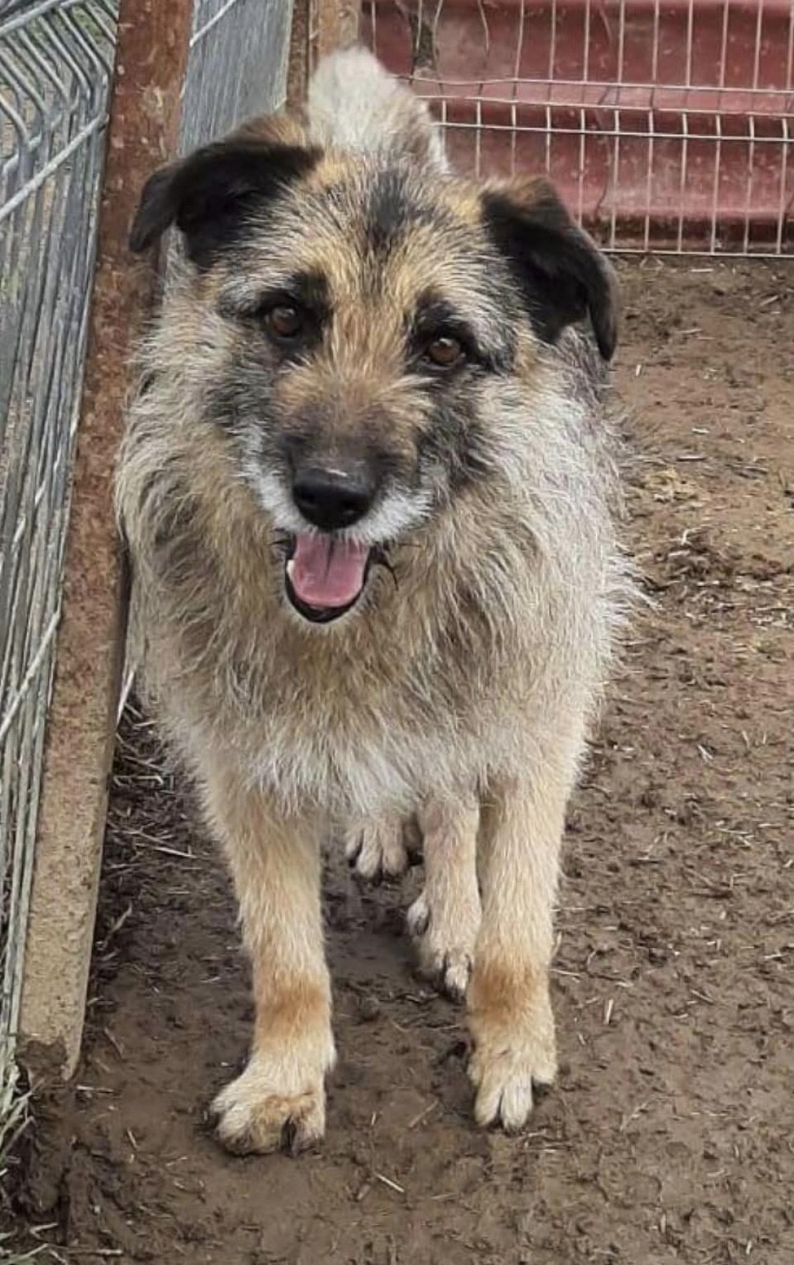 Dopo nove anni di vita in un rifugio in Romania il cane Pchitt scopre l ...