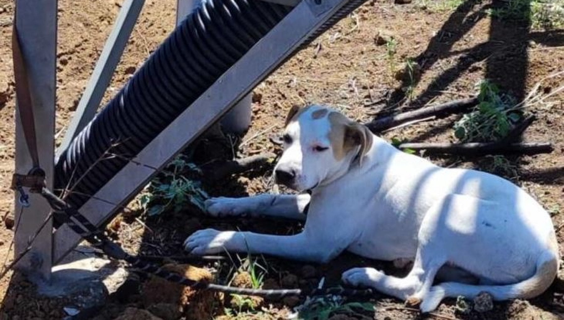 Cane abbandonato e legato a un traliccio, dopo il salvataggio viene ...