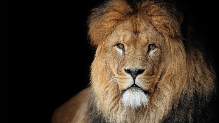 “Coraggioso come un leone!” Ma questo animale è davvero coraggioso o