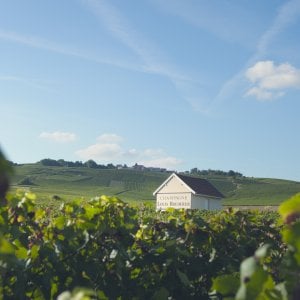 Champagne Louis Roederer: dal Cristal amato dallo zar alla biodinamica, storia, prezzi e rivoluzione del mito
