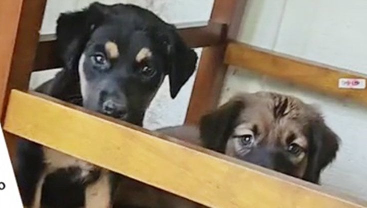 Salva un cane cucciolo abbandonato per strada e lo porta a casa. Dopo ...