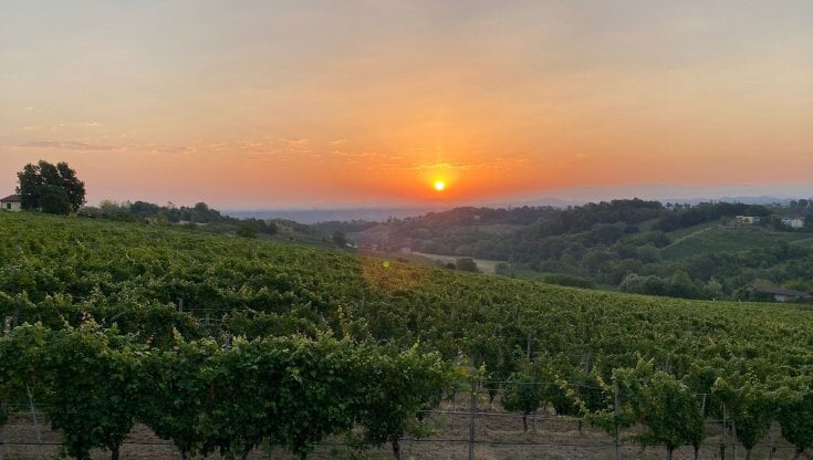Le vigne di Dolcetto&nbsp;