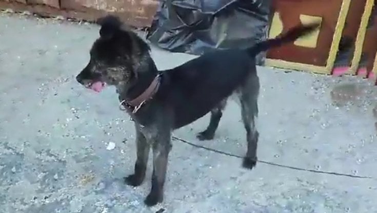 Cane legato a un palo e abbandonato sotto al sole a Napoli, salvato da ...