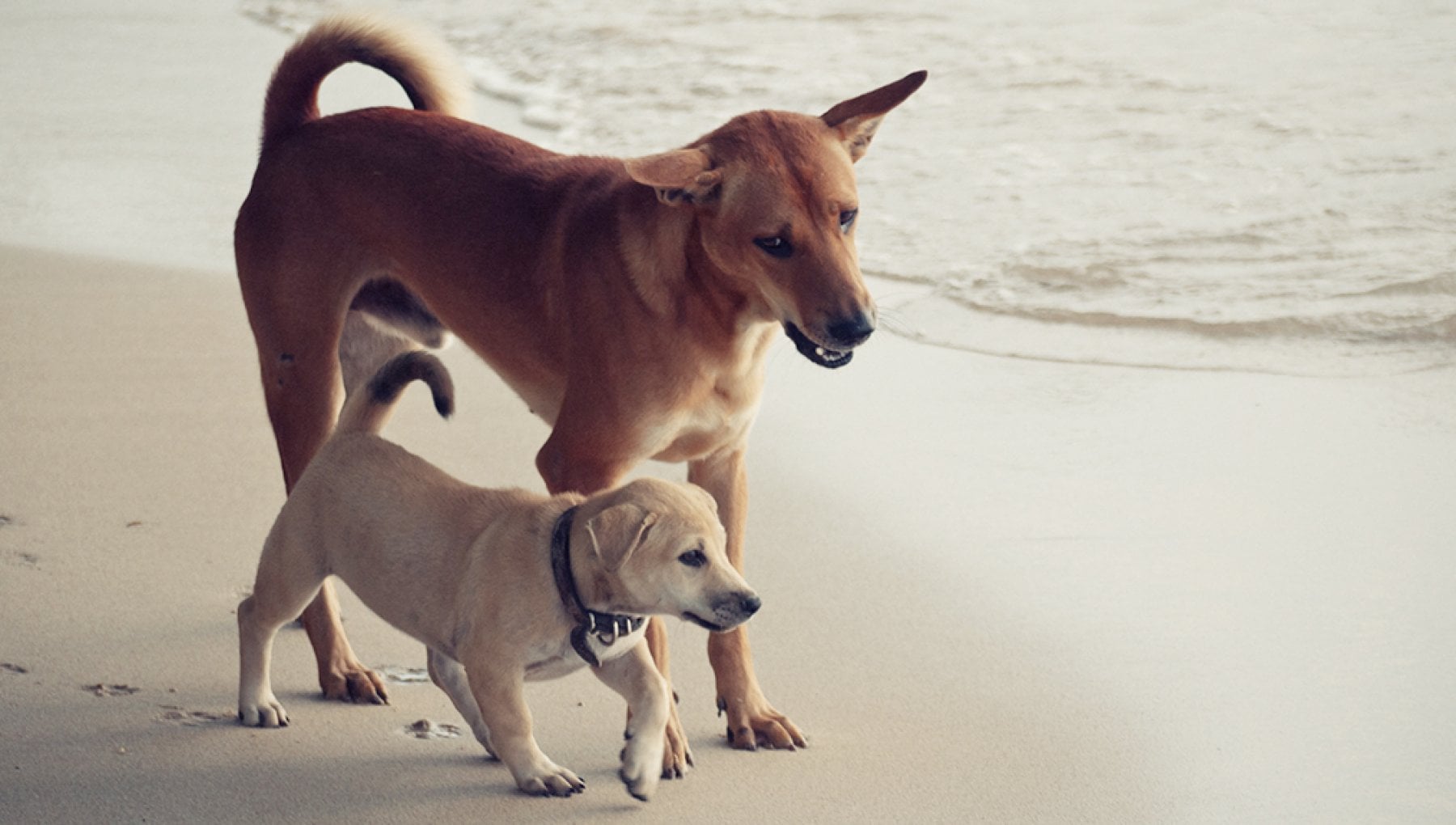 I cani Grecale e Libeccio e quell'amicizia speciale che salva la vita ...