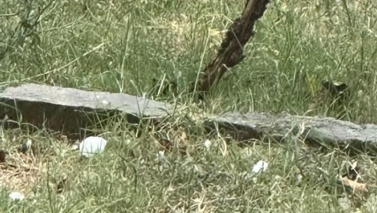 Grossi chicchi di grandine si sono abbattuti sulle vigne a Montalcino