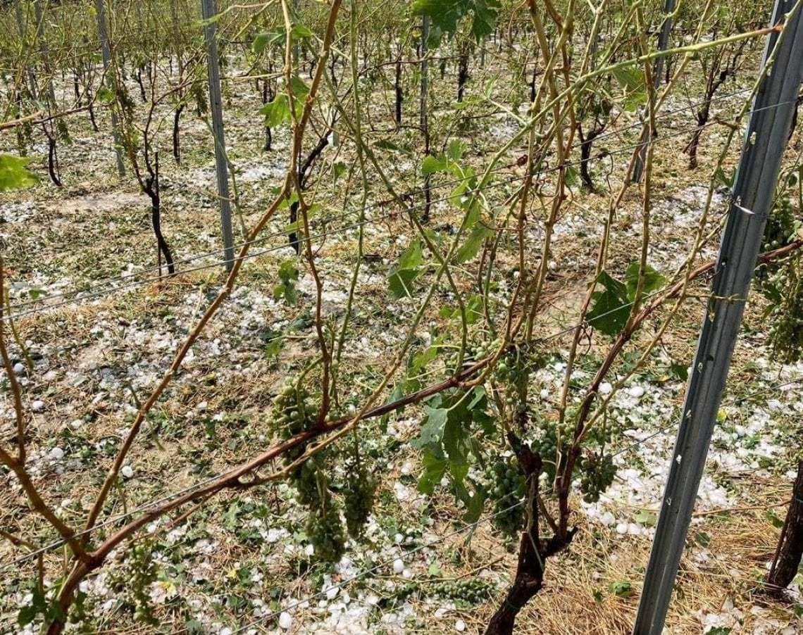 Danni della grandine hanno colpito vigne soprattutto in Toscana, Veneto e Piemonte