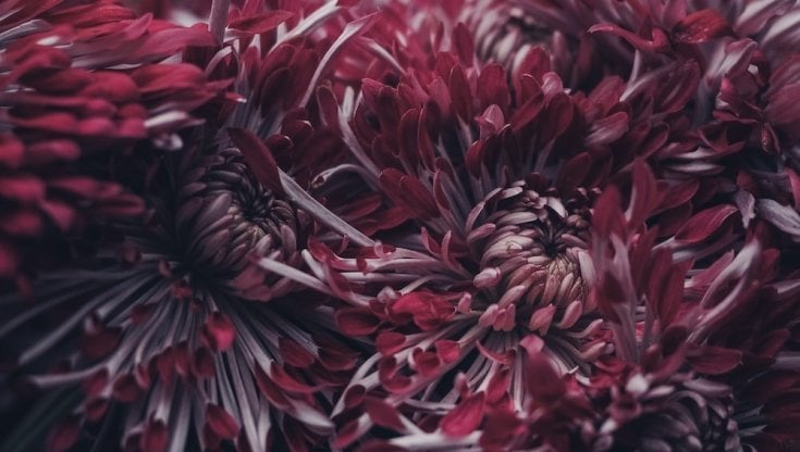 Fiori di crisantemo color porpora