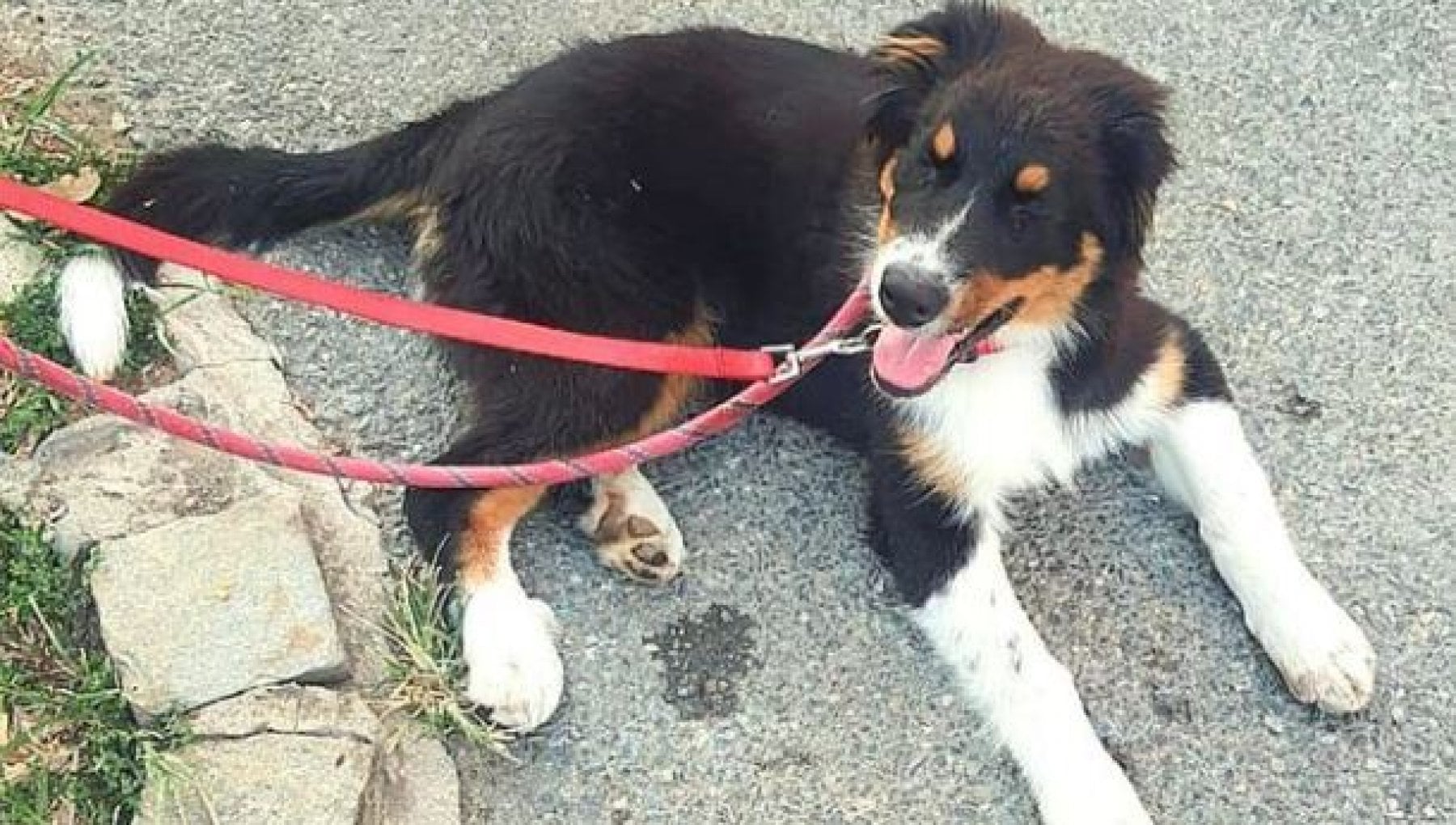 Venaria Reale, abbandona un cane legato a una ringhiera e scappa. Il ...