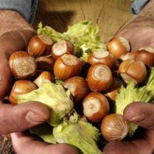 La nocciola tonda gentile è la migliore del mondo: le ricette salate e dolci 