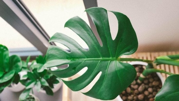 Monstera Deliciosa