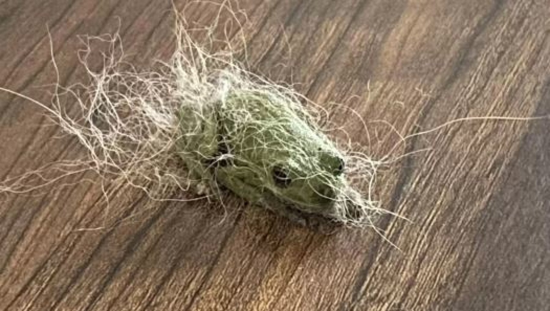 Orecchini Lunghi A Palla Di Pelo E Orecchie Di Gatto - Leggeri E Graziosi, In Tessuto - Rosa - Per Donne E Ragazze - Ideali Per Feste E Uso Quotidiano - 2