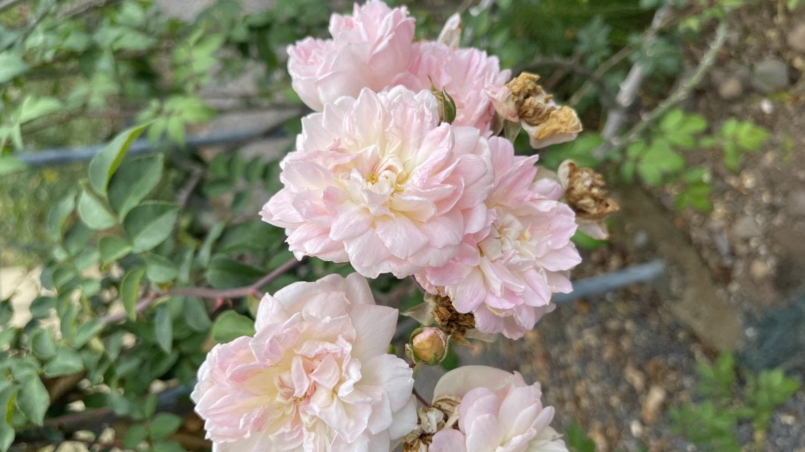 Rosa Bloomfield Abundance