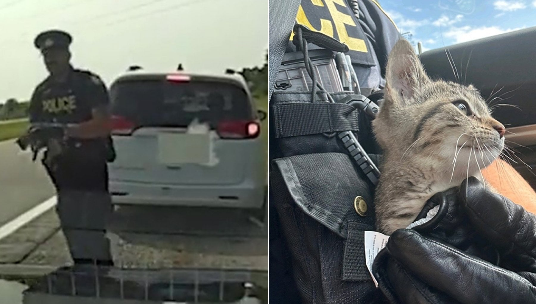 Un gatto sbuca sulla strada e "salva" un automobilista dalla multa ...